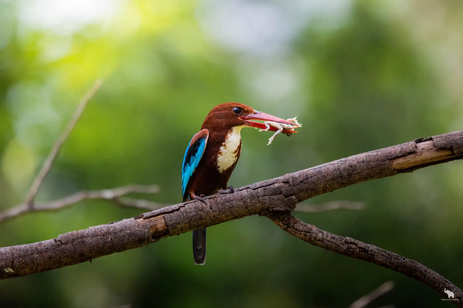 White-throated kingfisher with prey in Yala National Park