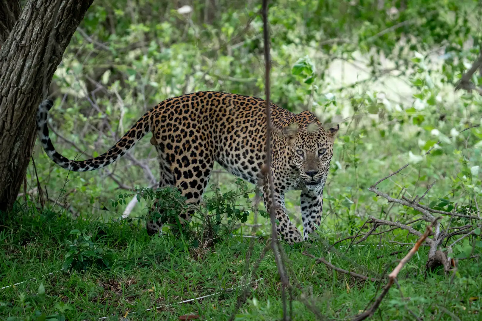 Ceylon leopard stalking through undergrowth in Yala, Sri Lanka