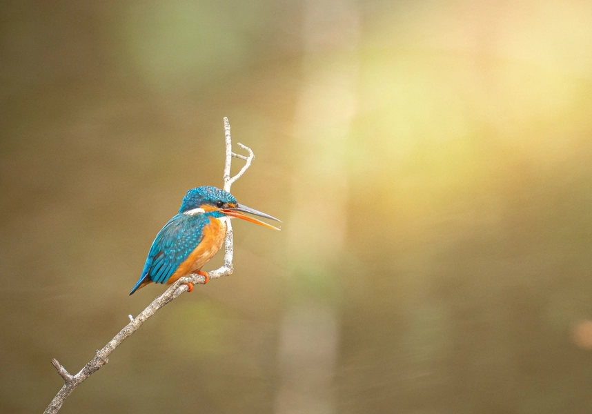 Common kingfisher perched on a branch in golden hour light, Yala Block 5