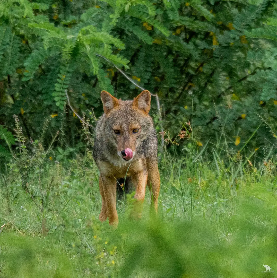 Golden jackal trotting through Yala National Park