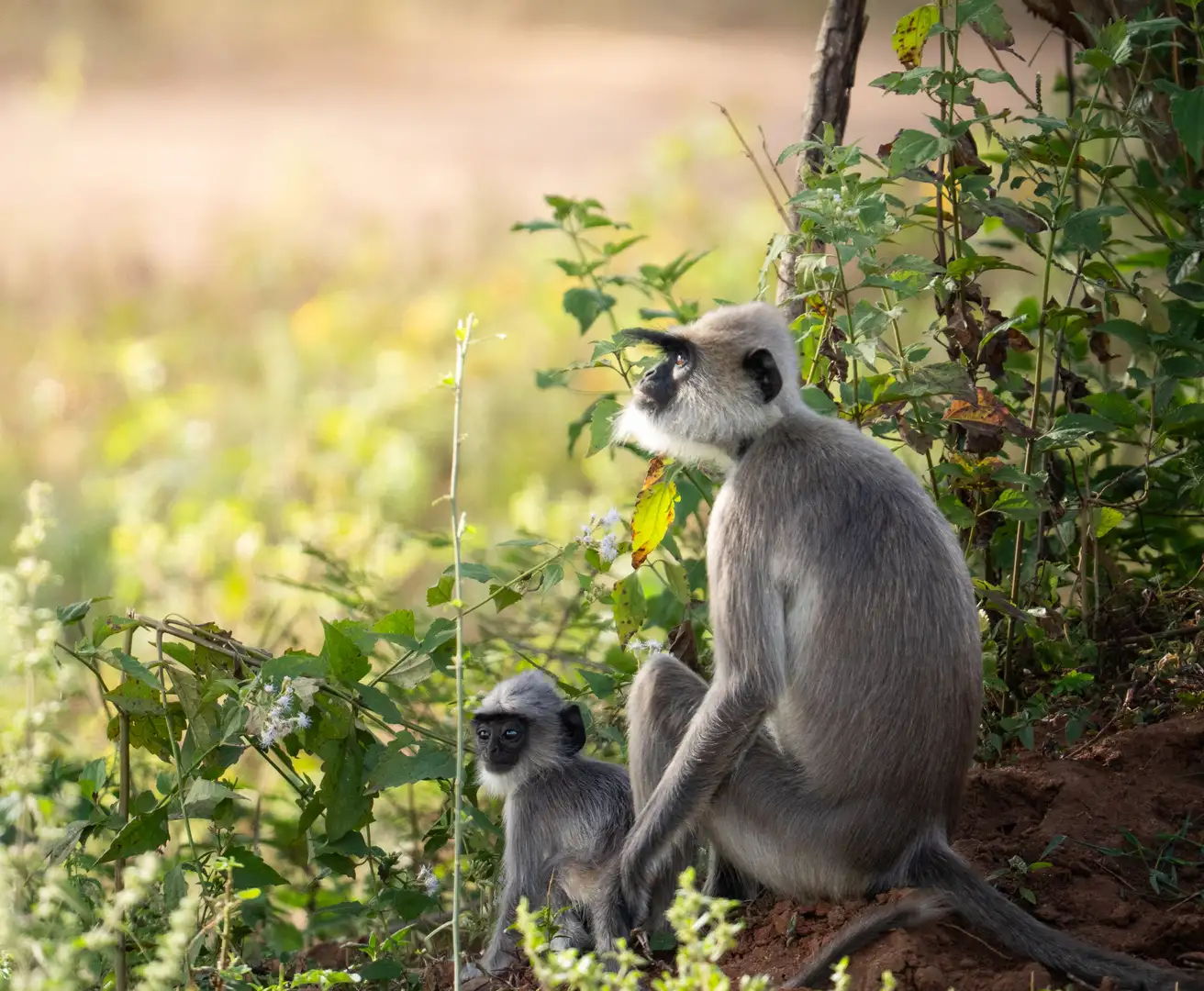 Gray langur mother and infant in Yala National Park