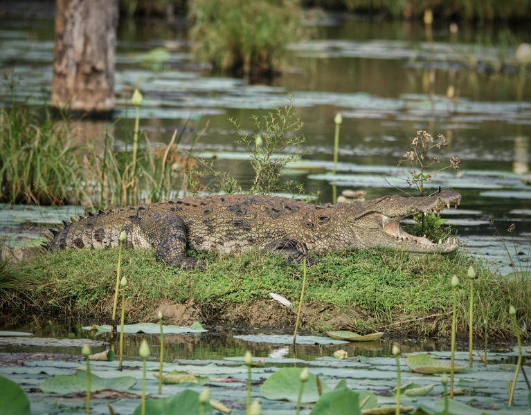 Mugger crocodile basking among lily pads in Yala Block 5
