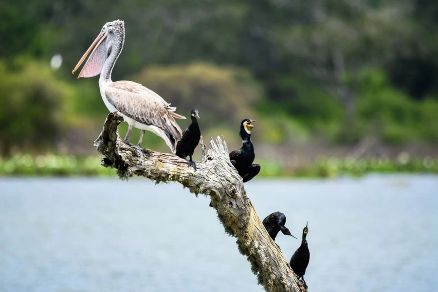 Pelican and cormorants on a dead tree over water in Yala Block 6