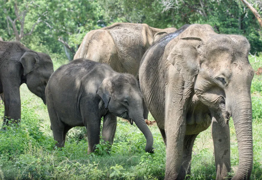 Elephant herd with a young calf in Yala Block 6, Sri Lanka