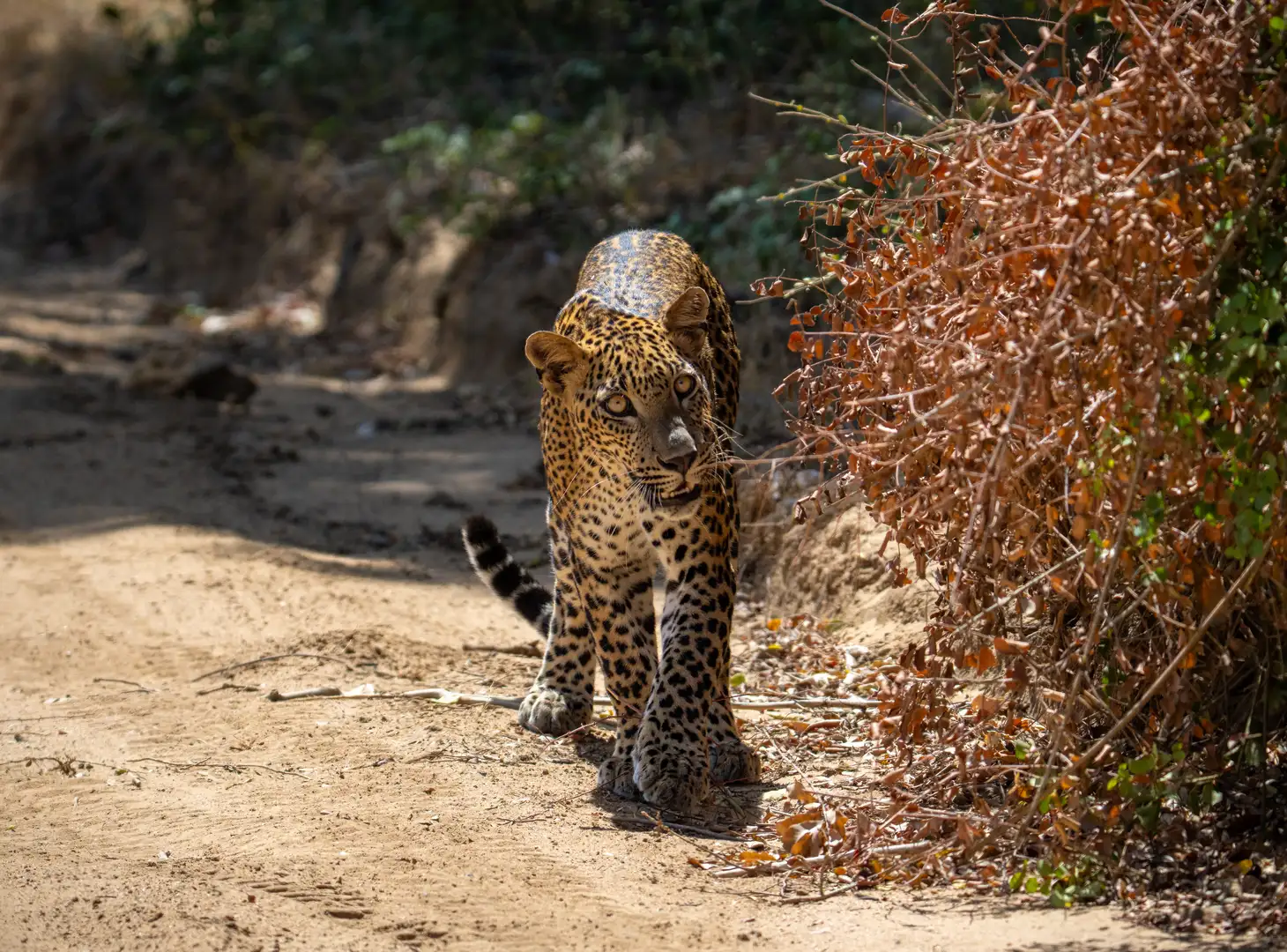 Sri Lankan leopard walking along a track in Yala Block 5