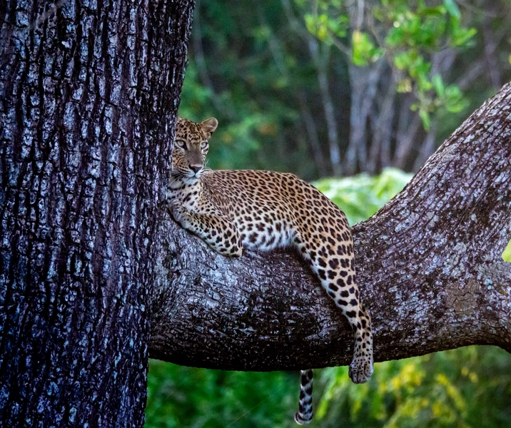 Sri Lankan leopard resting in a tree fork in Yala Block 5