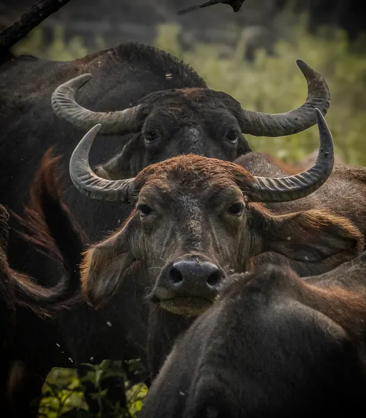 Wild water buffalo herd close-up in Yala Block 5